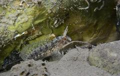 Parablennius tentacularis