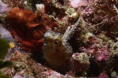 Parablennius tentacularis