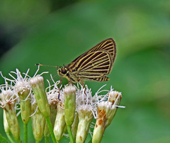 Callimormus radiola radiola