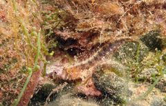 Parablennius tentacularis