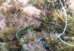 Parablennius tentacularis
