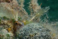 Parablennius tentacularis