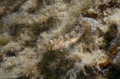 Parablennius tentacularis