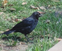 Curaeus curaeus