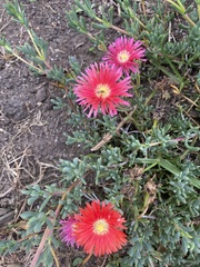 Mesembryanthemoideae