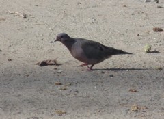 Zenaida auriculata