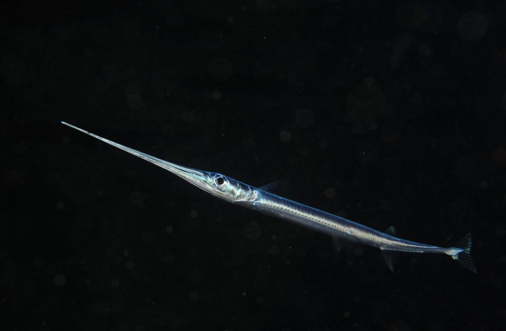 Cape Verde Needlefish