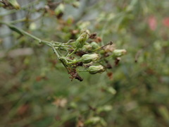 Erigeron floribundus