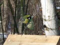 Parus major