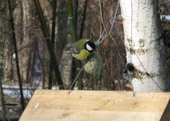 Parus major