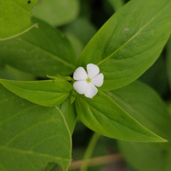 Catharanthus pusillus