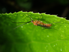 Ponerinae