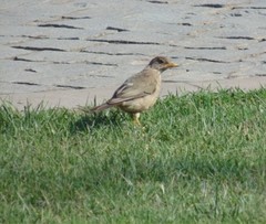 Turdus falcklandii