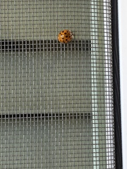 Harmonia axyridis