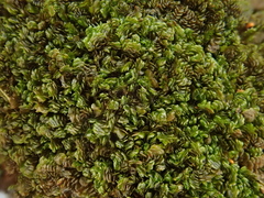 Frullania ericoides