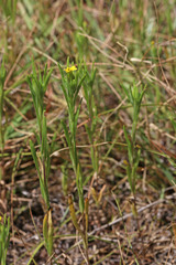 Madia glomerata