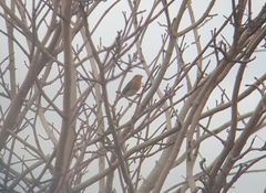 Erithacus rubecula