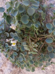 Sarcocapnos enneaphylla