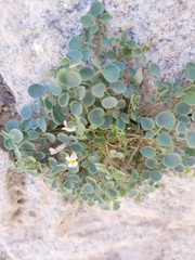 Sarcocapnos enneaphylla