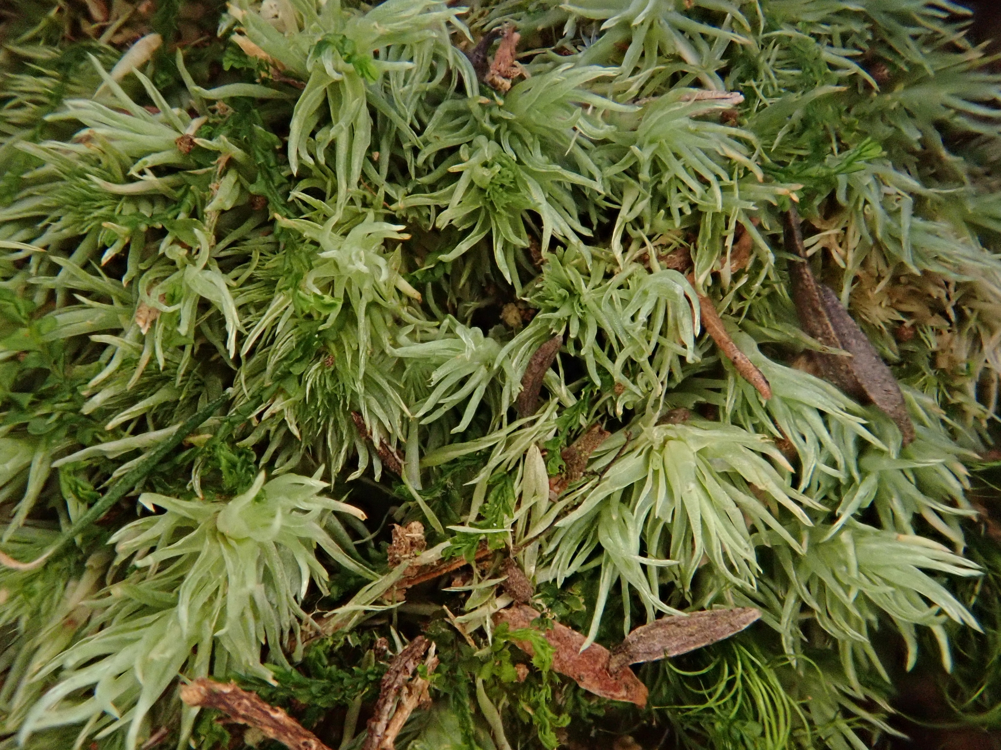 Leucobryum juniperoideum