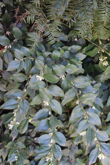 Sarcococca ruscifolia