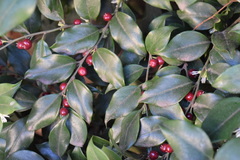 Sarcococca ruscifolia