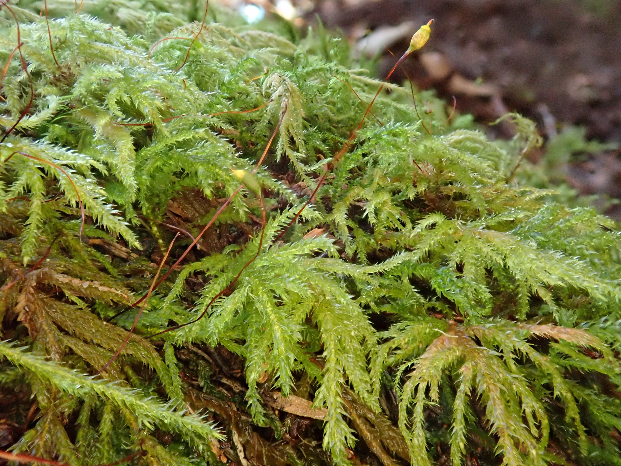 Pseudisothecium myosuroides
