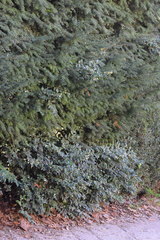 Sarcococca ruscifolia