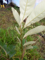 Cupania cinerea