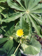 Sonchus oleraceus