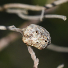 Neolasioptera baccharicola