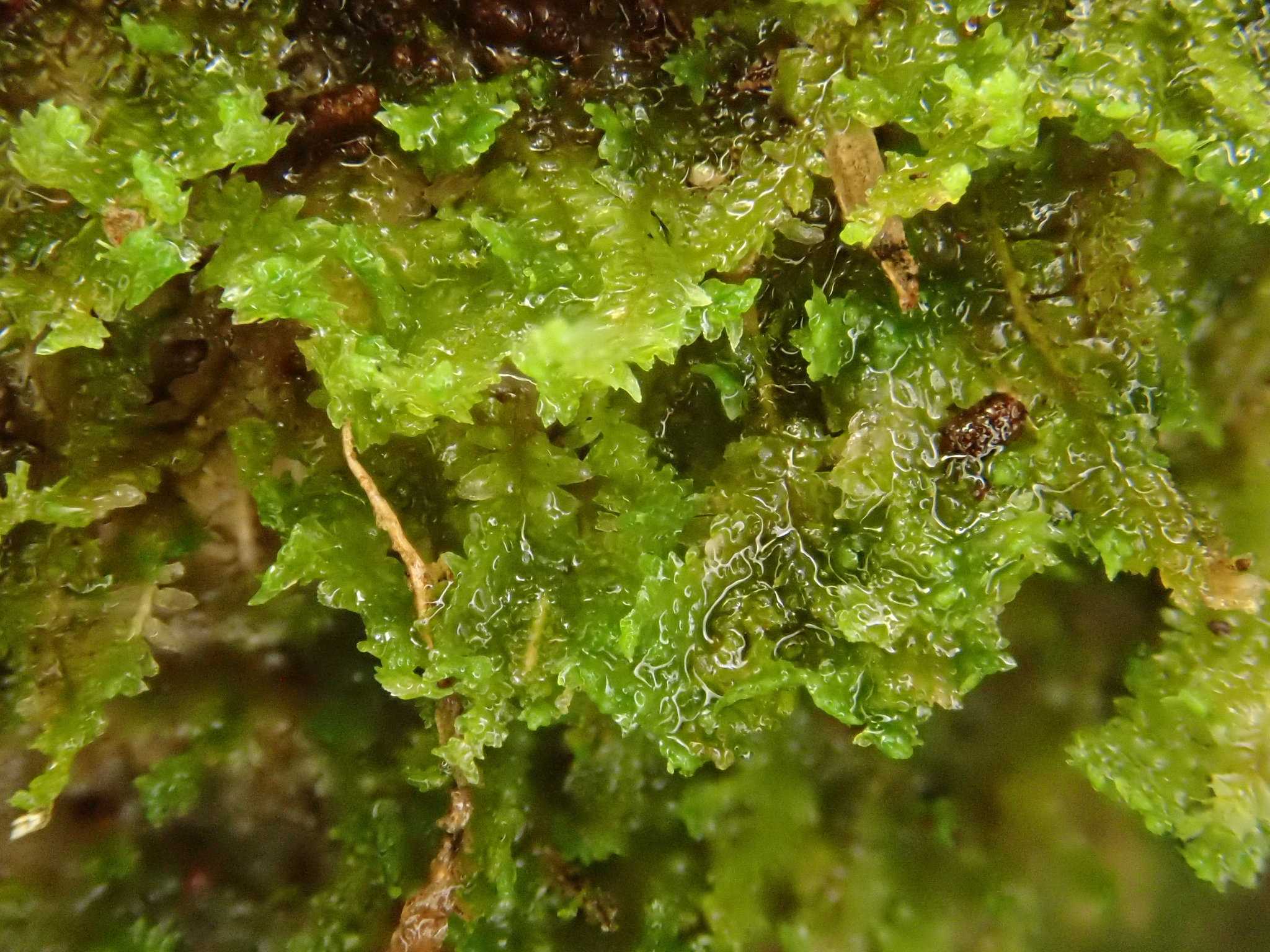 Diplophyllum albicans