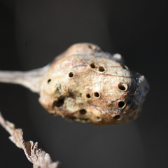 Neolasioptera baccharicola