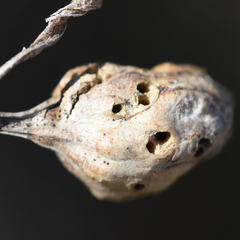 Neolasioptera baccharicola