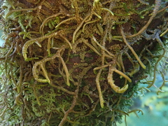 Porella canariensis