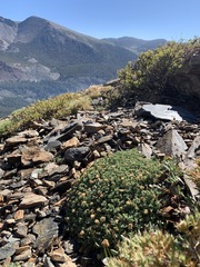 Podistera nevadensis