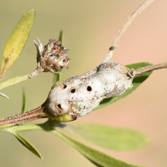 Neolasioptera baccharicola