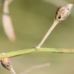 Neolasioptera baccharicola