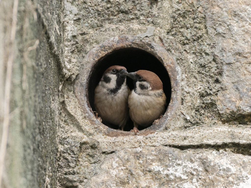 Moineau friquet