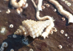 Ocenebra