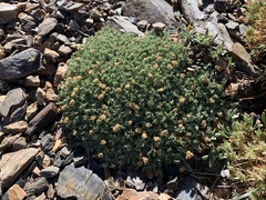 Podistera nevadensis