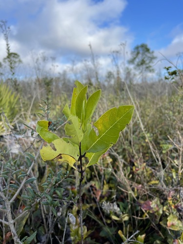 Pygmy fringetree (Chionanthus pygmaeus)