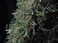 Exsertotheca intermedia