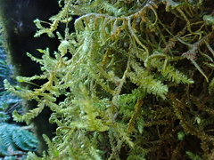 Exsertotheca intermedia