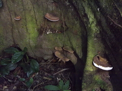 Polyporales