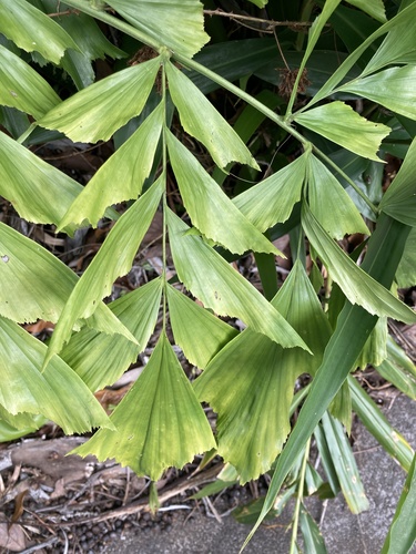 Caryota mitis observed 2022-01-15