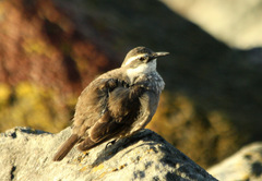 Cinclodes patagonicus