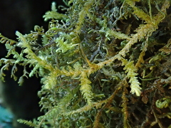 Exsertotheca intermedia