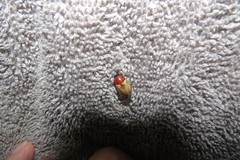 Cyclocephala melanocephala