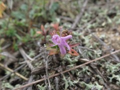 Thymus ternejicus
